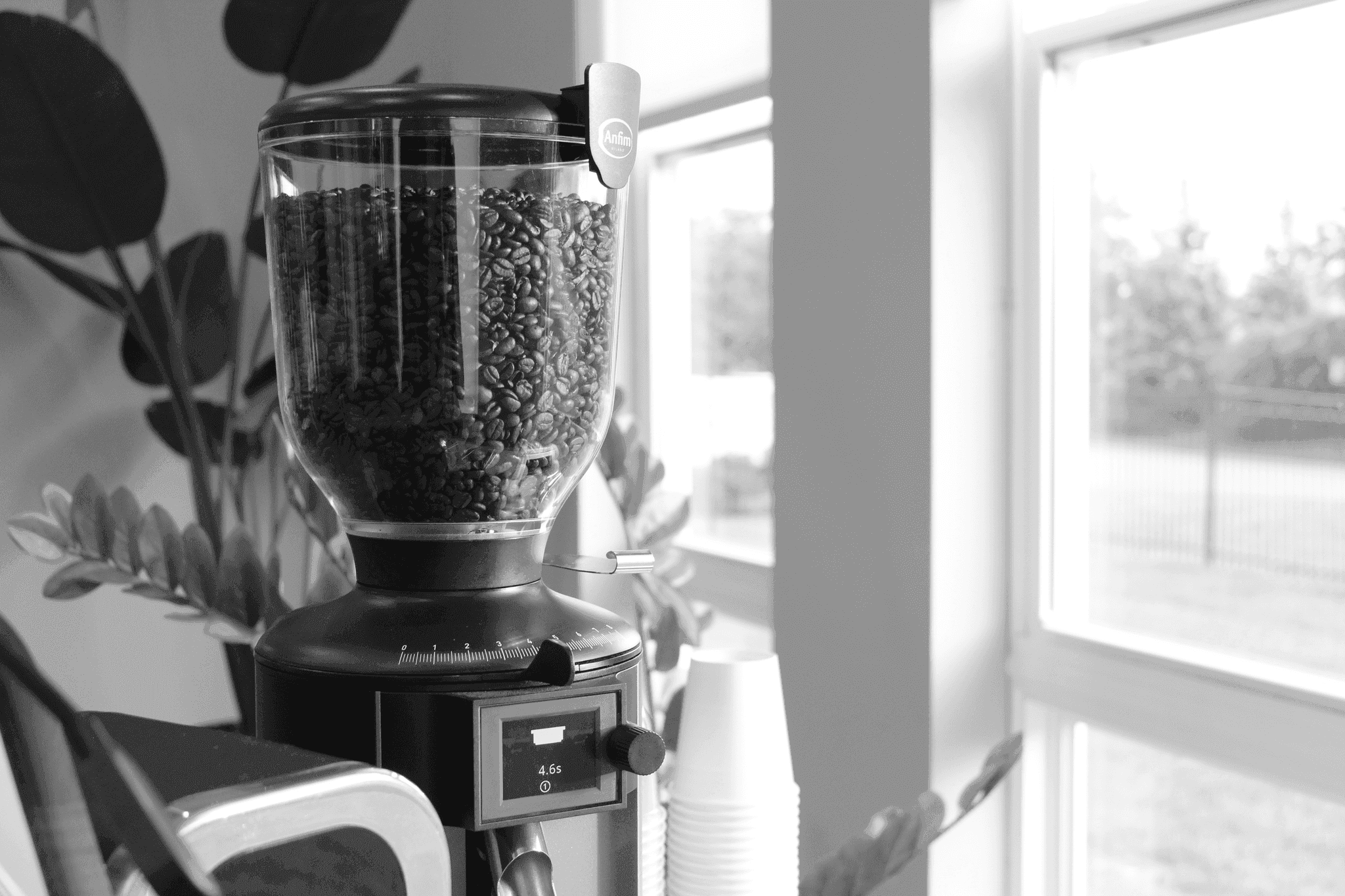 Coffee beans in a commercial grinder beside a sunlit window
